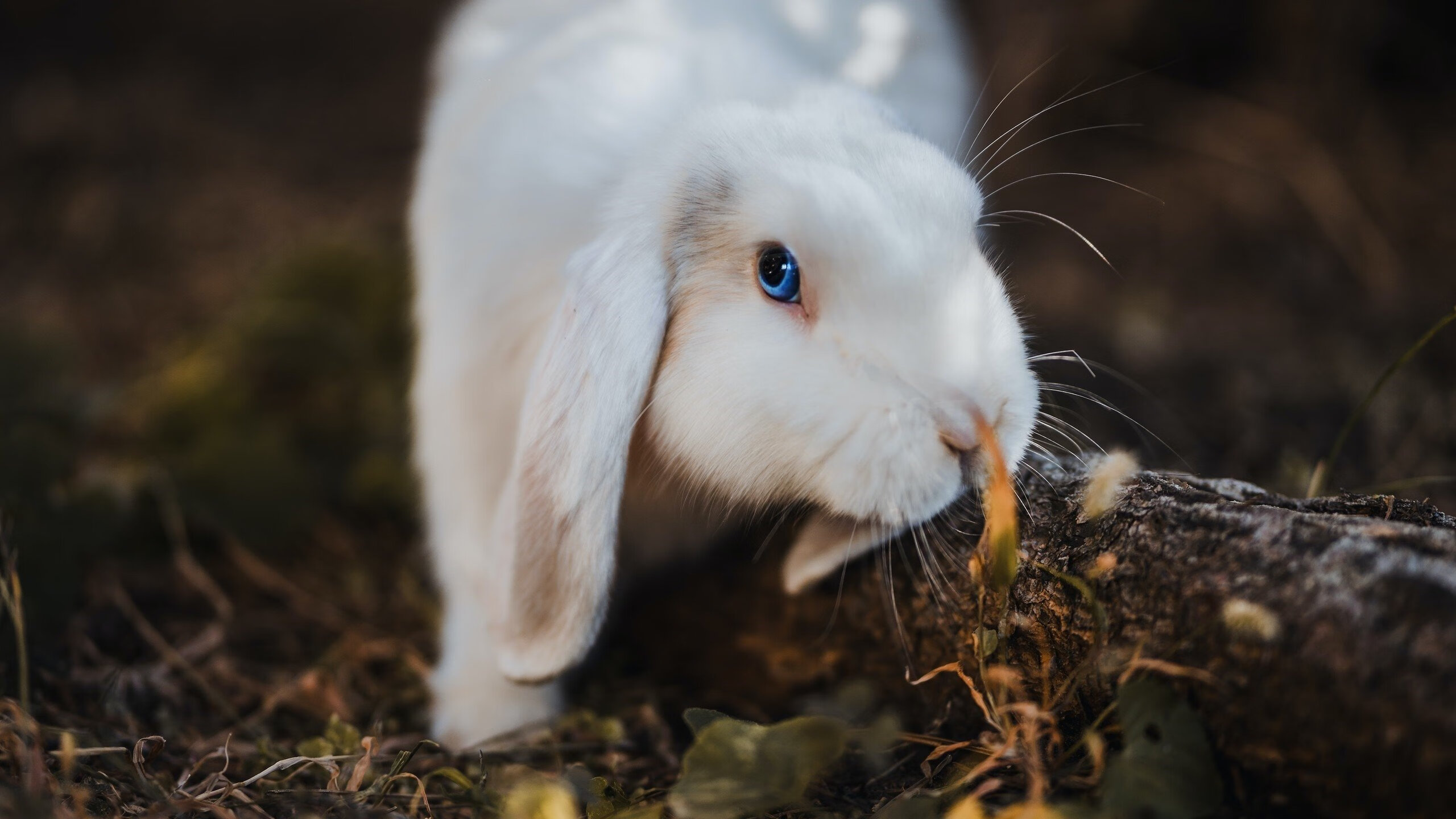 华体会官网-橄榄球世界杯上的终场笛声与迈阿密街道的引擎轰鸣,两种逆转,一种精神 第1张 华体会官网-橄榄球世界杯上的终场笛声与迈阿密街道的引擎轰鸣,两种逆转,一种精神 第1张