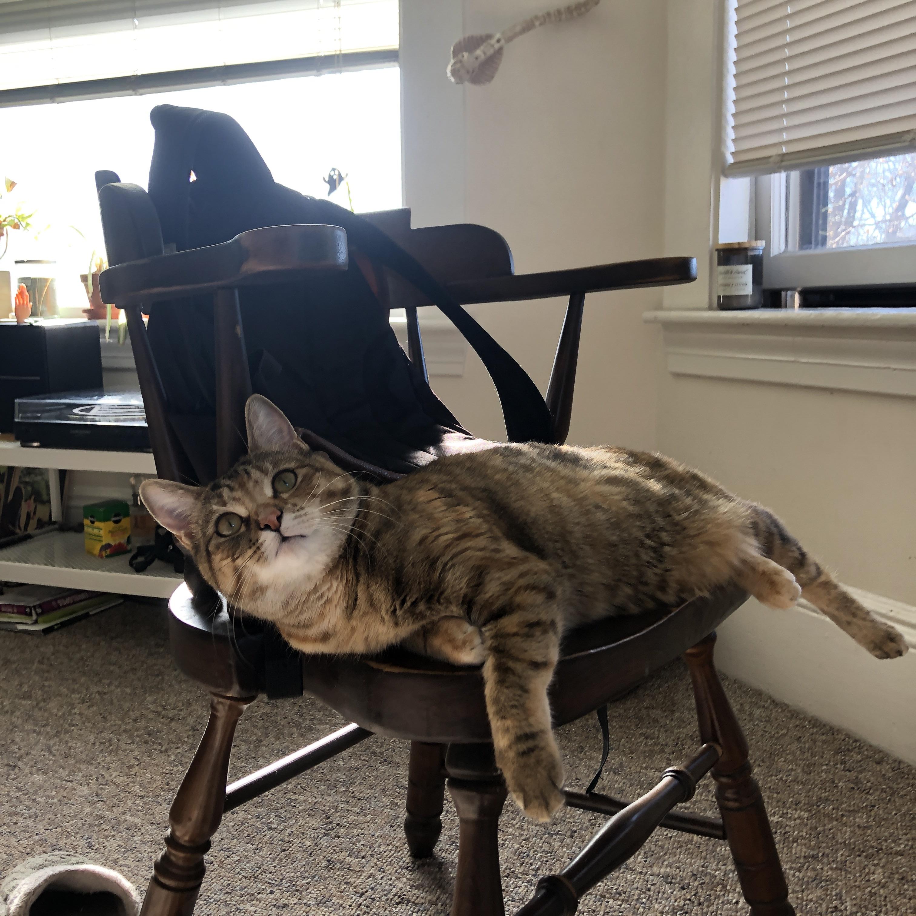 华体会网址-摩洛哥超新星帕尔默末节救主,补时绝杀震撼世界冠军巴西 第1张 华体会网址-摩洛哥超新星帕尔默末节救主,补时绝杀震撼世界冠军巴西 第1张