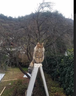 华体会网址-利刃出鞘!杰伦·格林砍赛季新高 掘金魔鬼主场终结猛龙 第1张 华体会网址-利刃出鞘!杰伦·格林砍赛季新高 掘金魔鬼主场终结猛龙 第1张